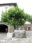 Brunnen mit Maubeerbaum